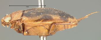 Media type: image;   Entomology 6009 Aspect: habitus lateral view
